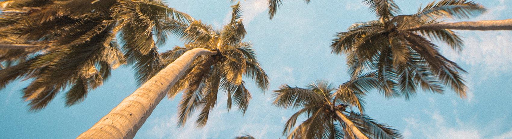 image palmier et plage